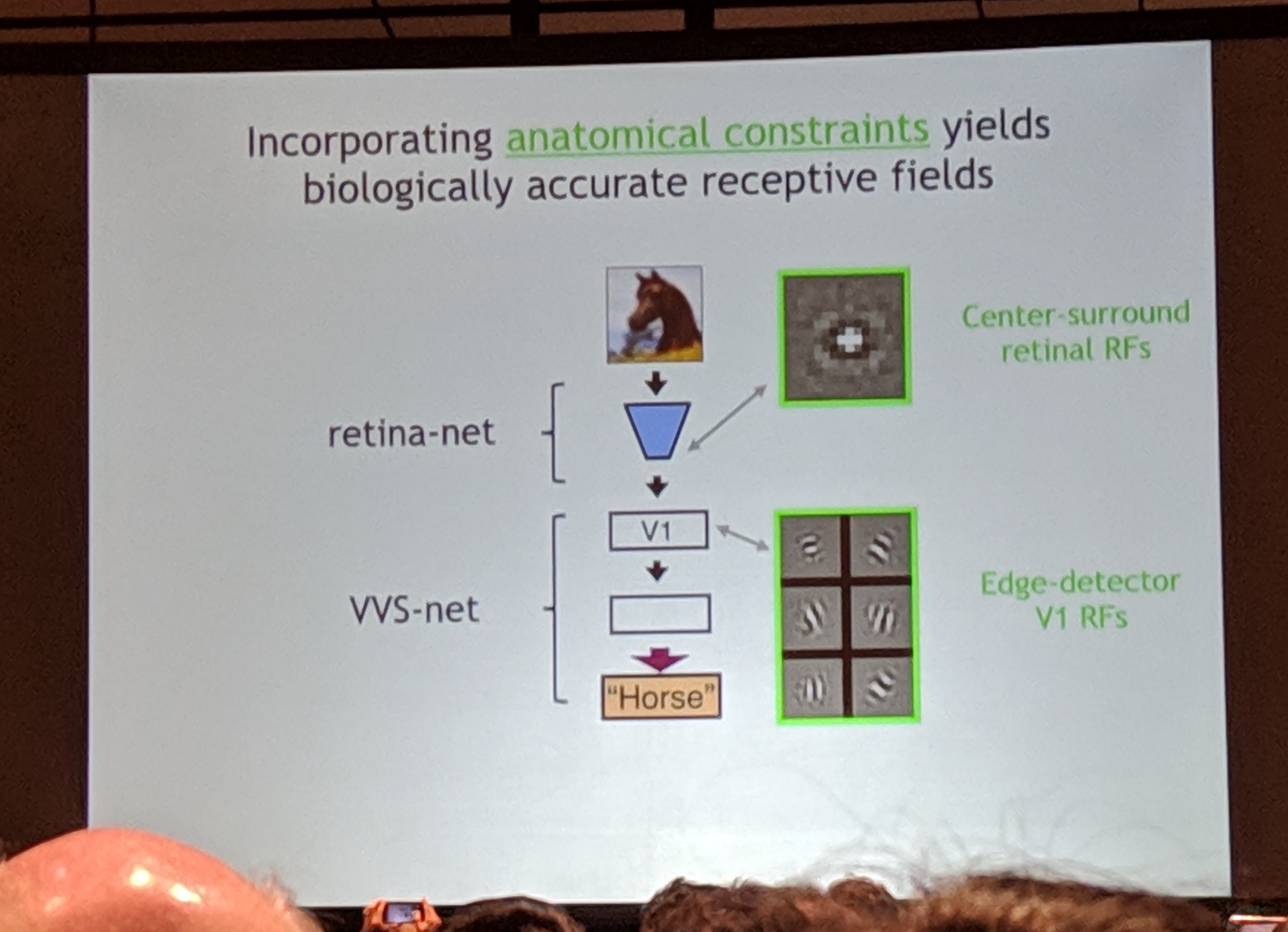 receptive fields